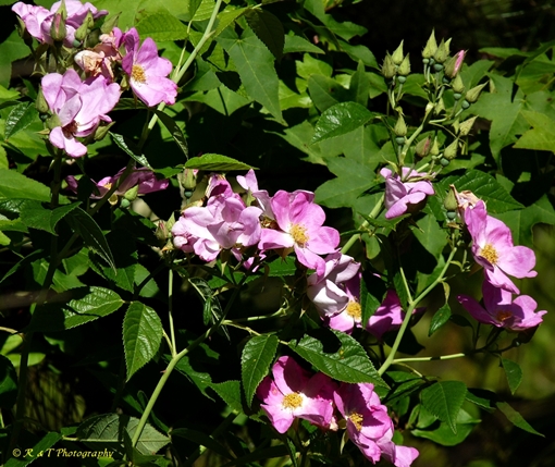 {Rosa setigera}